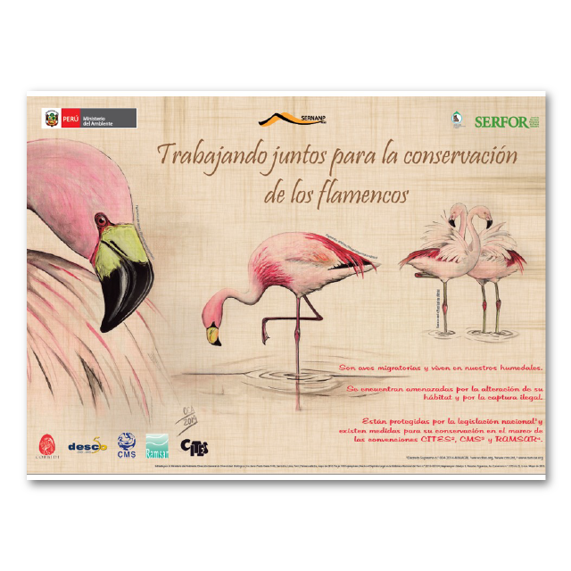 Trabajando juntos para la conservación de los flamencos