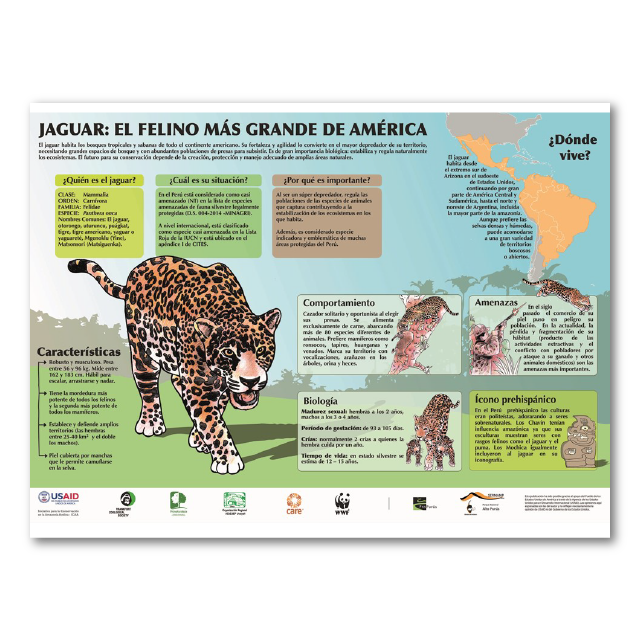 Jaguar: el felino más grande del mundo