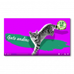 #MiEspecieFavorita es el gato andino