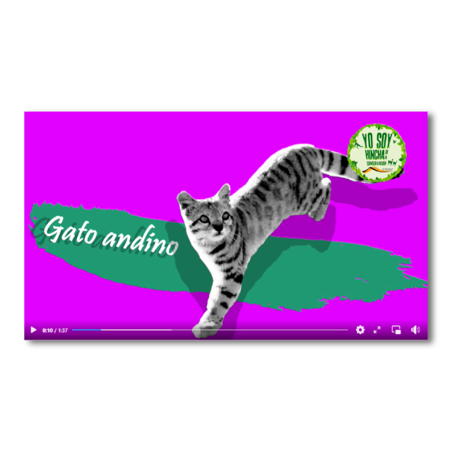 #MiEspecieFavorita es el gato andino