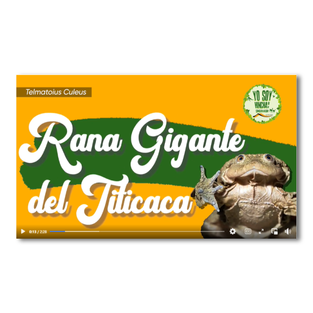 #MiEspecieFavorita es la rana gigante del Titicaca