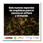 Seis nuevas especies de orquídeas para la ciencia en el Perú y el mundo