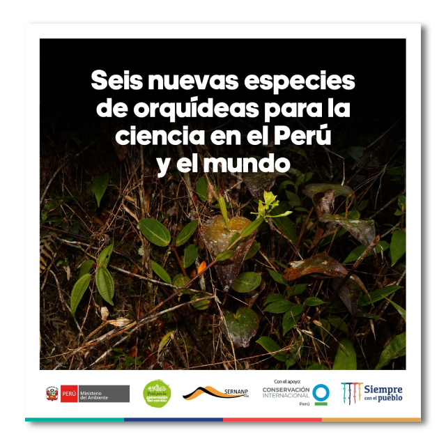 Seis nuevas especies de orquídeas para la ciencia en el Perú y el mundo