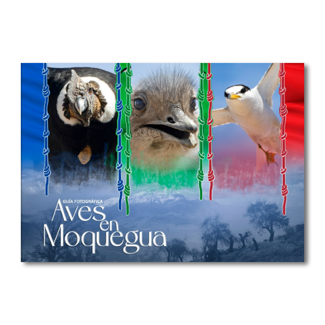 Aves en Moquegua. Guía fotográfica