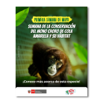 Mono choro de cola amarilla