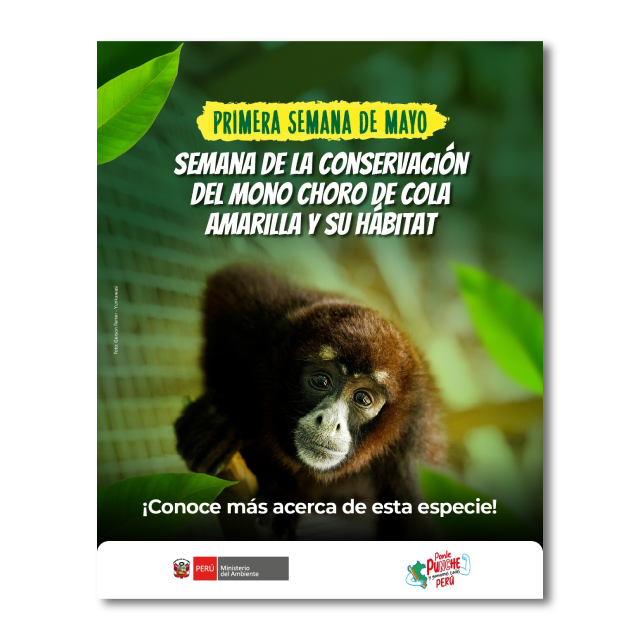 Mono choro de cola amarilla