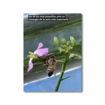 1er puesto del Concurso de videos: “Sin polinizadores no hay vida”. Categoría 2