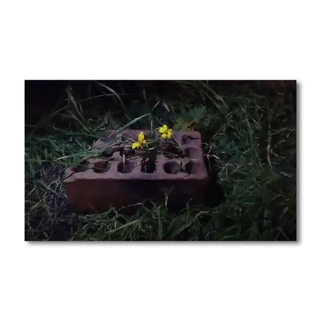 3er puesto del Concurso de video: “Sin polinizadores no hay vida”. Categoría 2